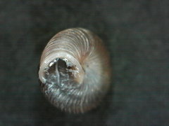 Strobilops