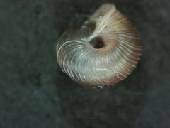 Strobilops