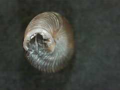 Strobilops