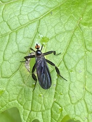 Rhamphomyia longicauda