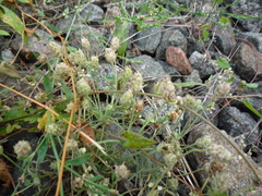 Plantago indica