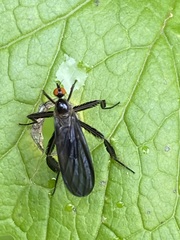 Rhamphomyia longicauda