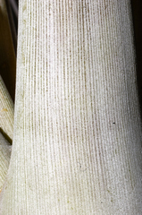 Tillandsia makoyana