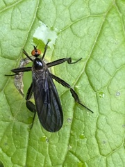 Rhamphomyia longicauda