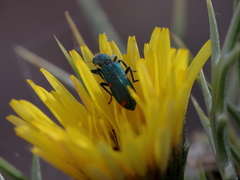 Trichodes quadriguttatus