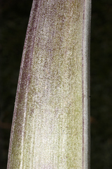 Tillandsia makoyana