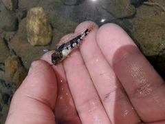 Myoxocephalus