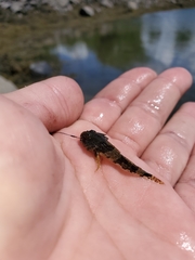 Myoxocephalus