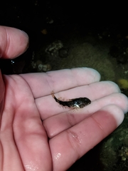 Myoxocephalus