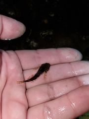 Myoxocephalus