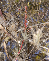 Tillandsia makoyana