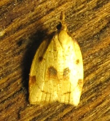 Sparganothis xanthoides