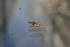 Coniocleonus excoriatus