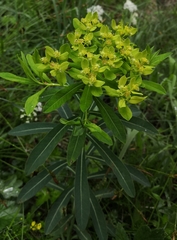 Euphorbia austriaca