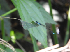 Acanthagrion quadratum