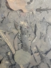 Austropotamobius pallipes