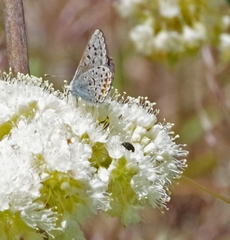 Euphilotes columbiae