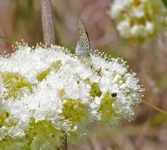 Euphilotes columbiae