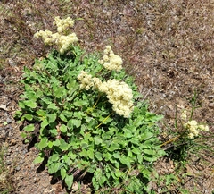 Euphilotes columbiae