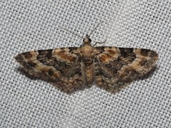 Eupithecia pulchellata