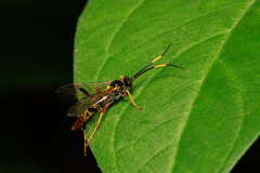 Polytribax contiguus