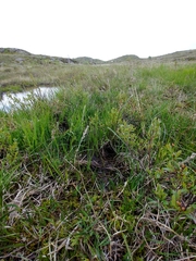 Sphagnum angermanicum