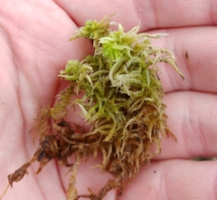 Sphagnum angermanicum