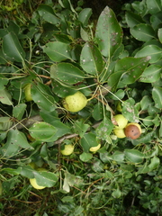 Pyrus communis communis