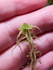 Sphagnum angermanicum