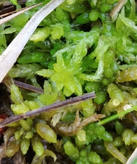 Sphagnum angermanicum