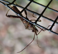 Riptortus abdominalis