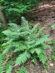 Dryopteris filix-mas