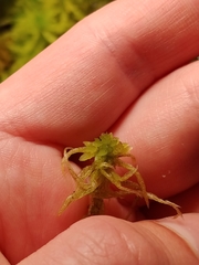 Sphagnum angermanicum