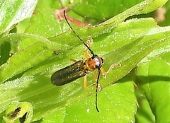 Oberea tripunctata