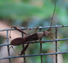 Riptortus abdominalis