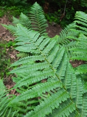 Dryopteris filix-mas