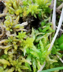 Sphagnum angermanicum