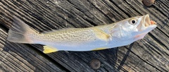 Cynoscion regalis