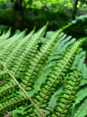 Dryopteris filix-mas