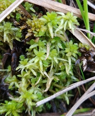 Sphagnum angermanicum