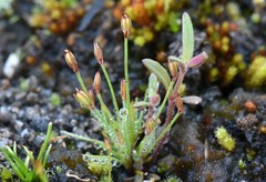 Juncus bryoides