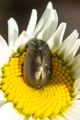 Chrysolina marginata