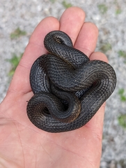 Liodytes rigida deltae