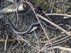 Liodytes rigida deltae