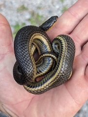 Liodytes rigida deltae