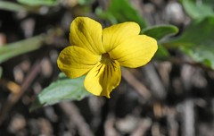 Viola pinetorum
