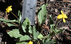 Viola pinetorum