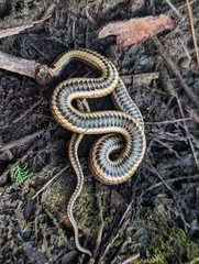 Liodytes rigida deltae