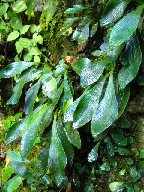 Antrophyum
