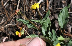 Viola pinetorum